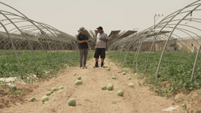 מדינה בגריל: החקלאים שנאבקים כדי שהתוצרת הישראלית תשרוד את הקיץ