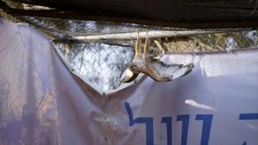 להציל את חיות הבר 14