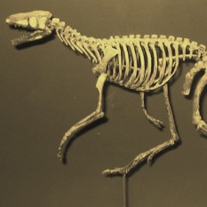 cat18507_img91390961.jpg