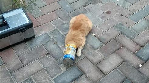 ראשו של חתול נלכד בתוך קופסת שימורים בבני ברק