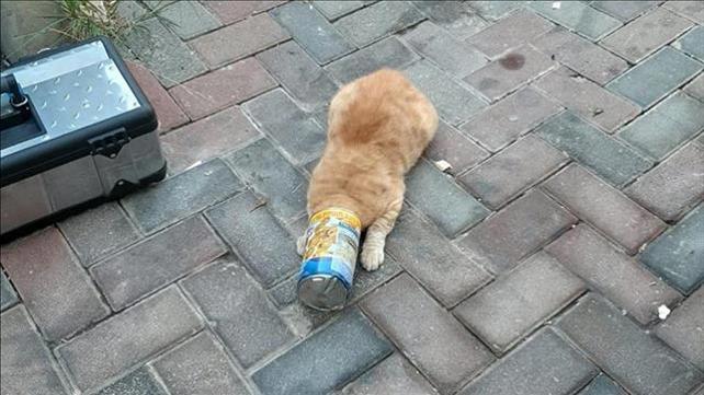 חתול שראשו נלכד בתוך קופסת שימורים