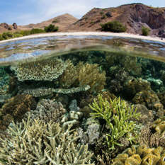 Columna de Tecnología y Ciencia: Biodiversidad com