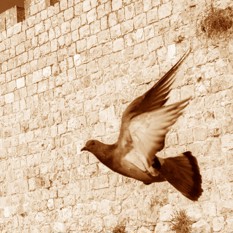 צילום: אוליביה פיטוסי, פלאש 90