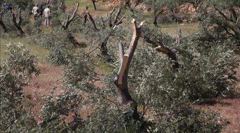 החלה עונת המסיק ביו"ש - ואיתה תקיפות של ישראלים נגד חקלאים פלסטינים