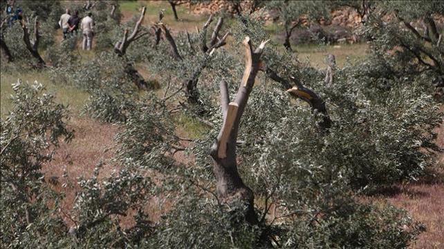 עצי זית של פלסטינים שכנראה נכרתו ע"י מתנחלים ליד רמאללה, אפריל 2017