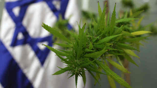 קנאביס