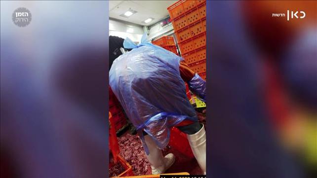 בשר על הרצפה ותוקף מזויף: עדויות מהמשחטה בלוד