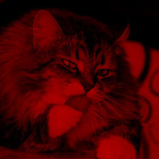 cat8556_img461820014.jpg