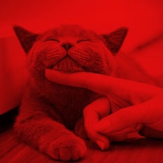 cat27298_img17101663.jpg