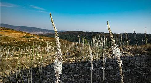 התחזית: שבת חמימה מהרגיל בעונה (1)