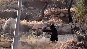 האלימות ביו״ש מחריפה: מתנחלים תקפו פלסטינים סמוך לרמאללה