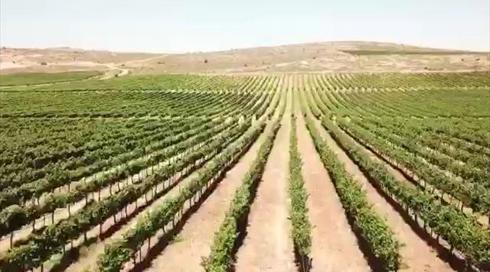 ההסכם בין גנץ למתנחלים: כרמים ומטעי זיתים יועתקו לקרקע חלופית, ולא יהרסו