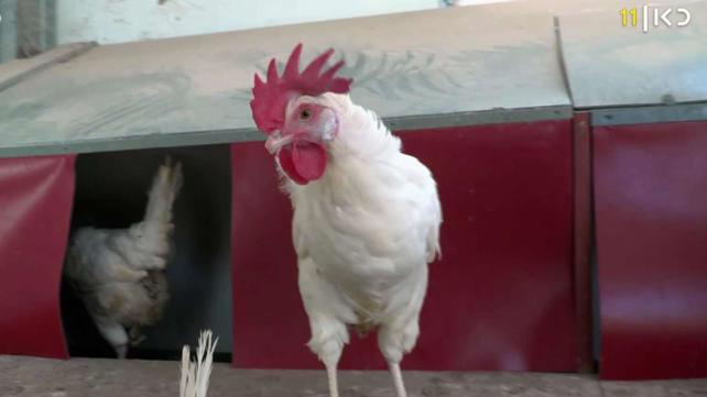 במשרד החקלאות דואגים: האם יהיו מספיק ביצים בפסח?