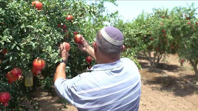 "למה אתה גונב?": המלחמה של החקלאים במשפחות הישראליות
