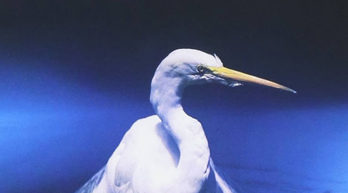 Faith No More - Angel Dust