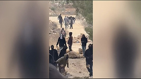 האלימות ביו"ש נמשכת: פורעים יהודים תקפו קבוצת פלסטינים בזמן מסיק זיתים