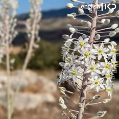 Rosh Hashanah wildflower