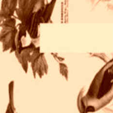 cat14001_img910499548.jpg