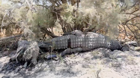 "שפכו עליו חומר דליק - וירו לו בראש": התנין היחיד ששרד בפצאל חוסל