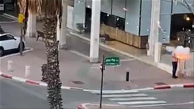 בהלה ברמת השרון