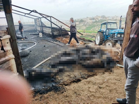 דיר כבשים שעלה באש ליד חברון
