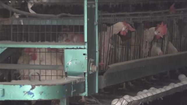 לולי תרנגולים במושב מרגליות שבצפון שממיתים בגלל שפעת העופות 23.12.21