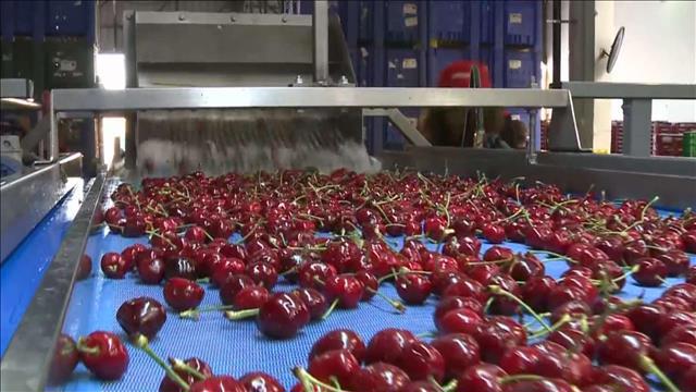 עונת הדובדבנים: מה הופך את הפרי המתוק ליקר כל כך?