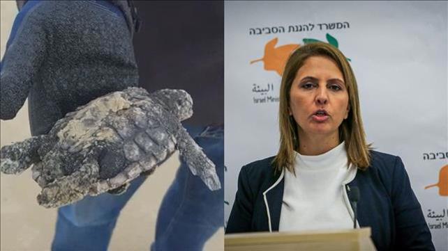 גילה גמליאל וצב מכוסה זפת