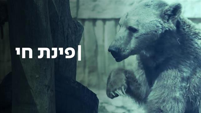 פינת חי - סדרת כתבות