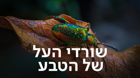 שורדי העל של הטבע