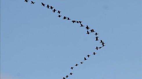 איך מנווטות ציפורים? רמז - לא דרך כוכבים או שדה מגנטי