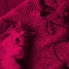 cat14997_img620030029.jpg