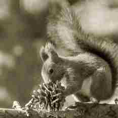 Squirrel 169 (1)