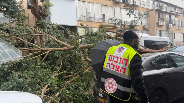 קריסת עץ בבני ברק