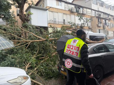 קריסת עץ בבני ברק