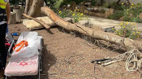 טרגדיה בנגב: נקבע מותה של ילדה בת 9 שנפגעה מקריסת עץ