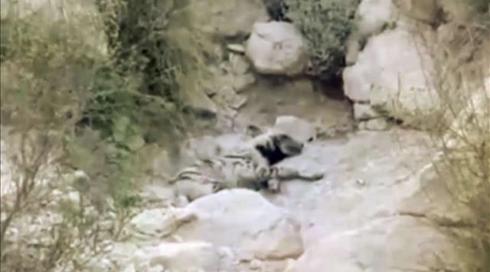 חבלים, אלונקות וחומרי הרדמה: מבצע החילוץ של הצבוע הפצוע