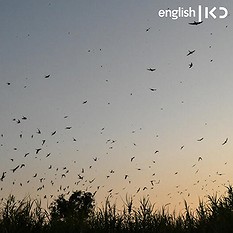 Birds in northern Israel