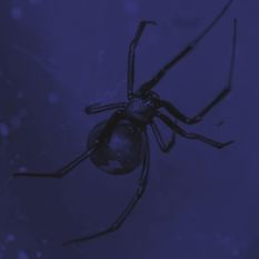 cat26209_img226841708.jpg