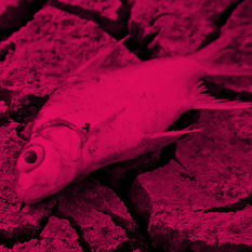 cat17445_img963505563.jpg