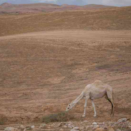 Abraham, el primer olé