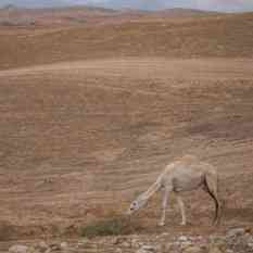cat24631_img695174737.jpg