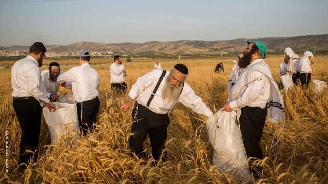 גברים חרדים בשדה חיטה. השלב הראשון