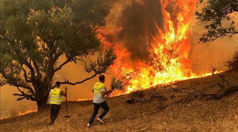 ריח של הצתה על רקע פוליטי: יותר מ-100 שריפות באלג'יריה