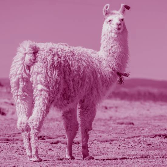 למה ככה? ככה למה?