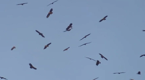בגלל החרם: המתנדבים הקבועים מהעולם לא יגיעו לחזות בעונת הנדידה בישראל