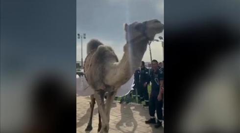 "פעלו בתום לב": תיעוד - חיילים בבסיס חיל האוויר הכניסו "גמל עם כנפיים"