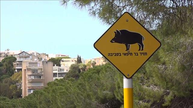 משבר חזירי הבר בחיפה: החזירים ממשיכים להתרבות, האחראים עסוקים בחילופי האשמות 