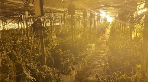 קנאביס בשווי 15 מיליון שקלים: מעבדת ענק תת קרקעית לגידול סמים נחשפה בראשל"צ