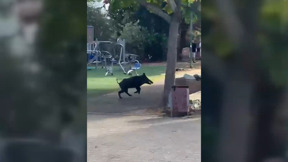 חזרה קשה מהחגים: חזיר בר פלש לחצר בית ספר בגליל - והחל להתנגח בתלמידים